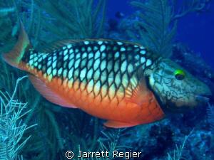 Stoplight Parrotfish in its initial stage. Canon SD 750 w... by Jarrett Regier 